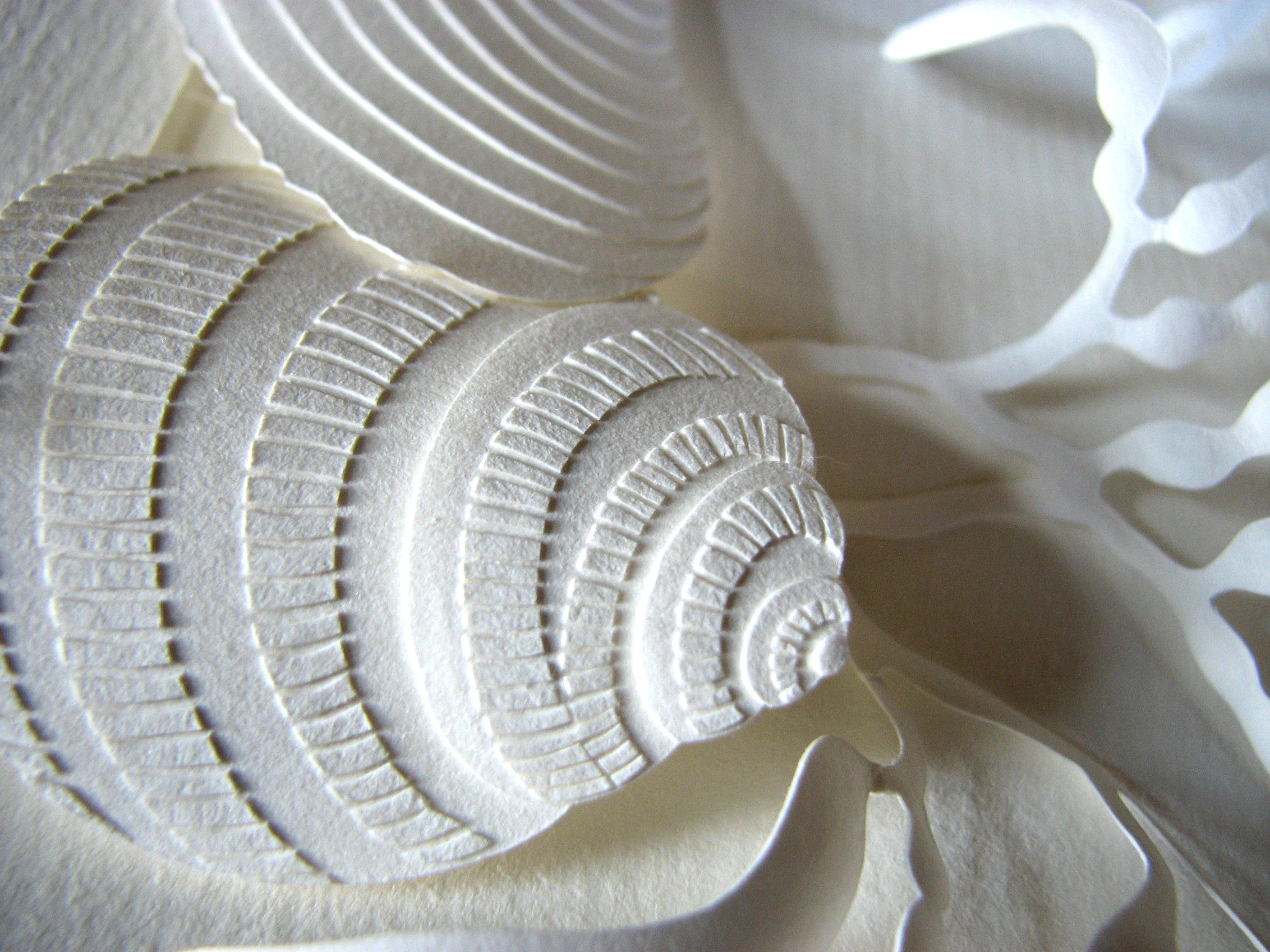 Seashell detail